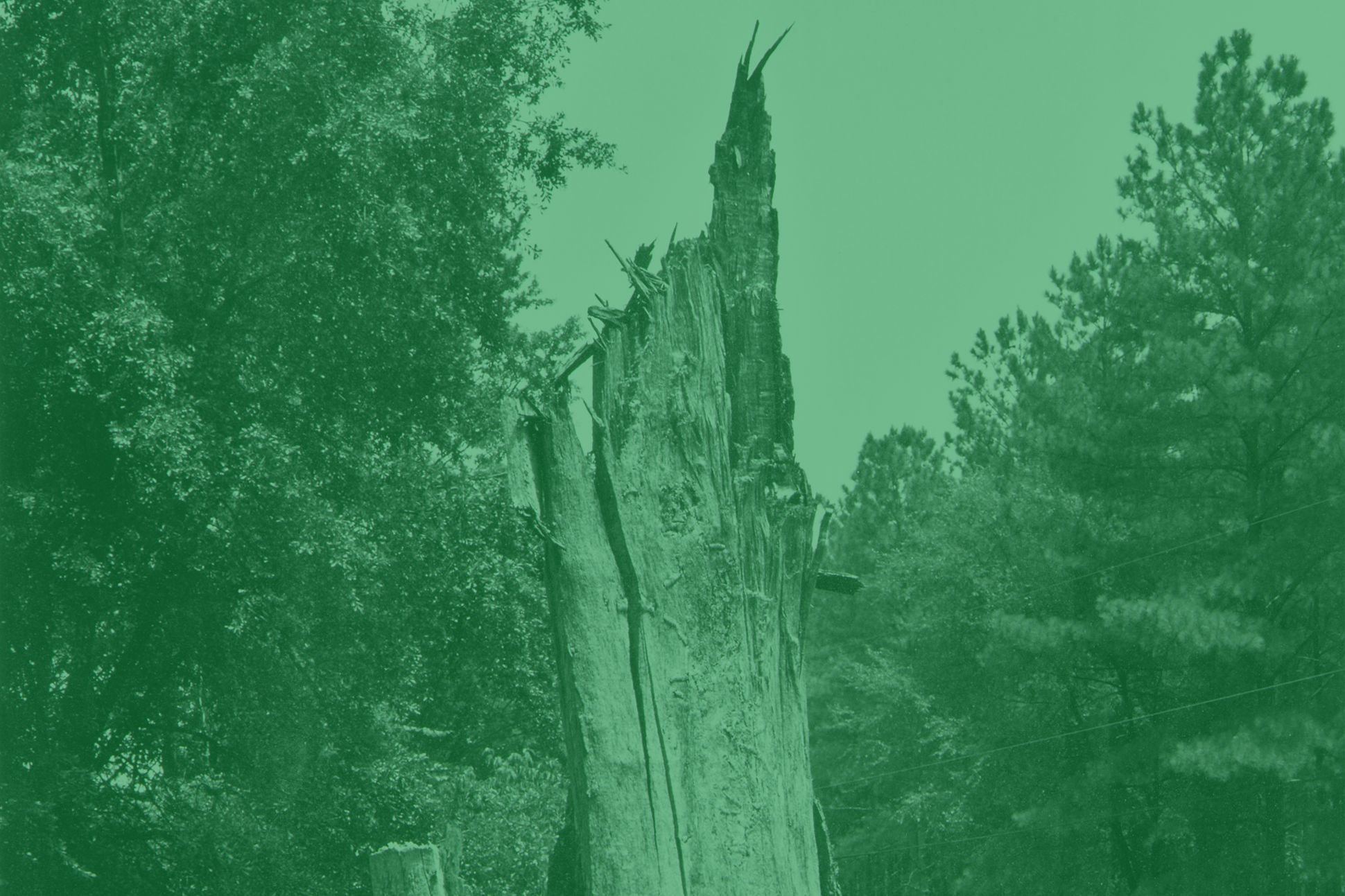 A photograph of a dead tree trunk surrounded by living trees, all colorized with a green tint.