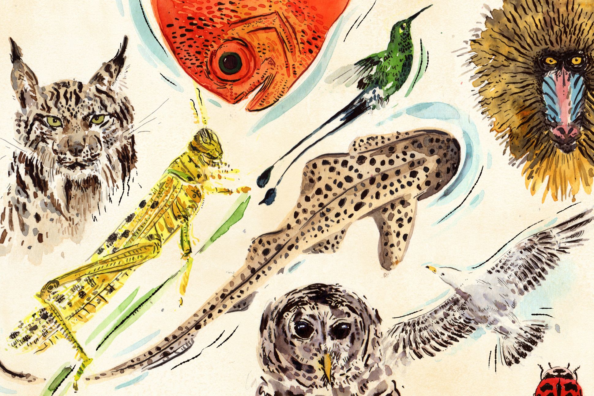 An illustration of various animals such as a fish, a grasshopper, and an owl.