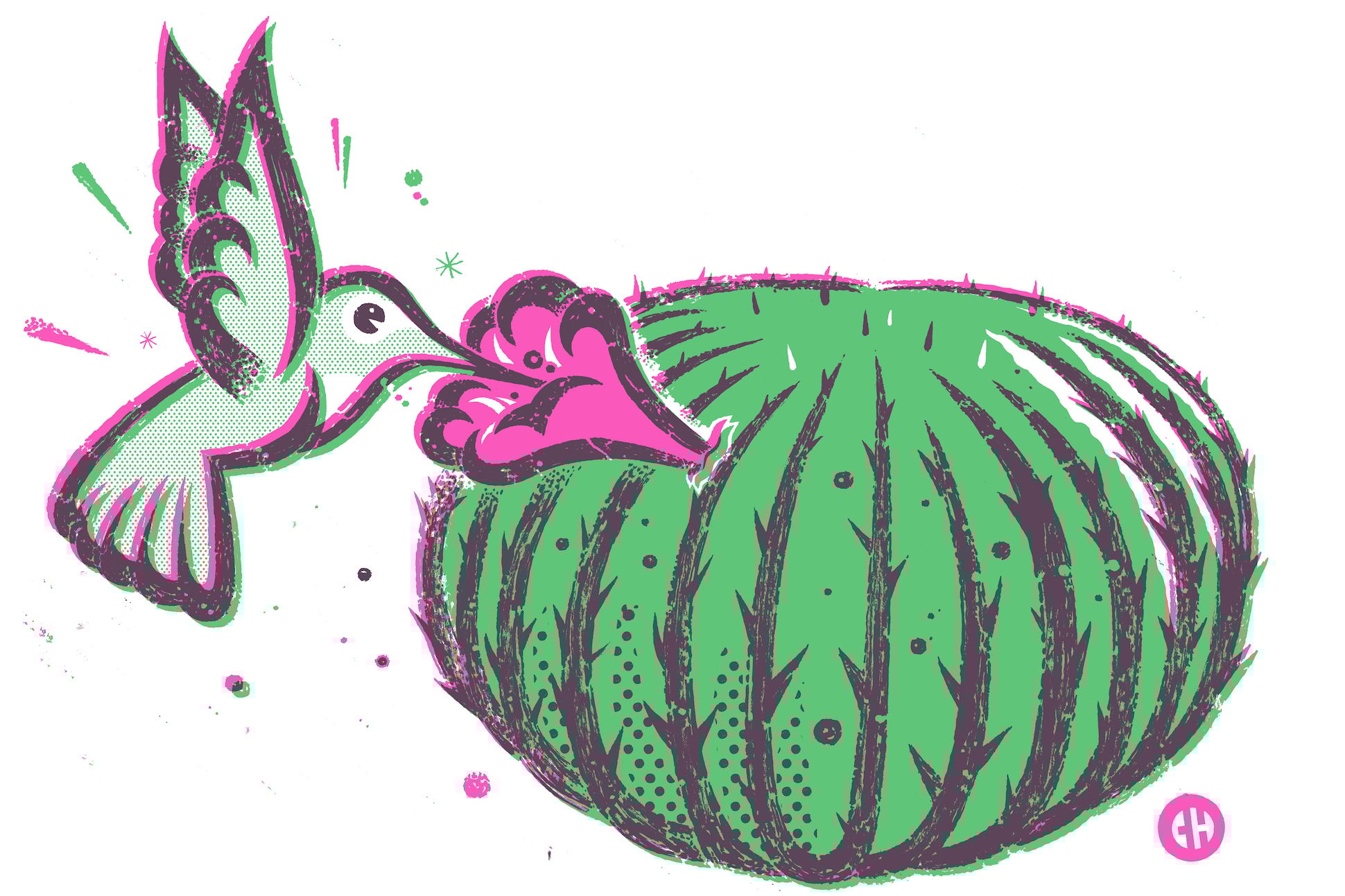 pink and green Illustration of hummingbird drinking from a cactus flower.